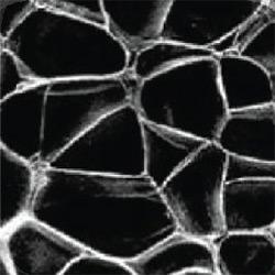 Aeroflex Closed Cell